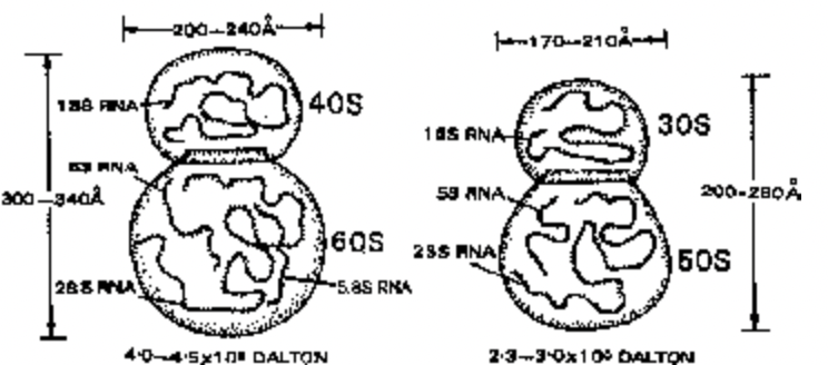 Ribosomes/Palade Particles/Protein Factories